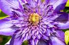 USA, Oregon. Garden in full bloom with close-up of clematis Art Print